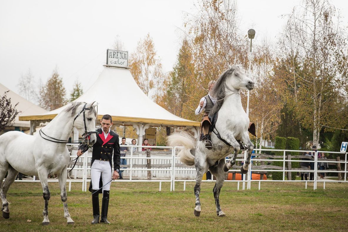 Dracula Horse Festival: eveniment unic, la Daneș!