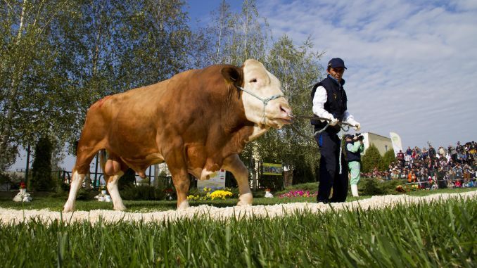 Parada Taurilor de la Sângeorgiu de Mureș, eveniment ajuns la a 17-a ediție