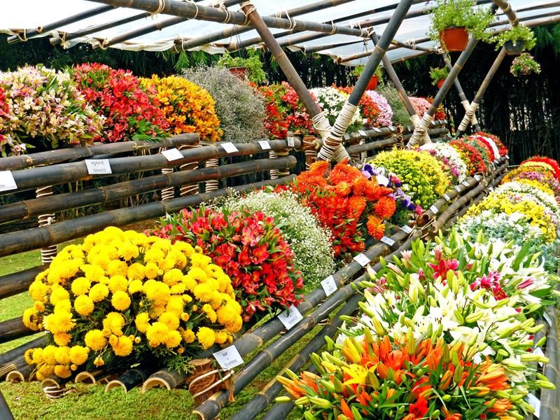 Târgul de flori de la Târgu Mureș: Corturile producătorilor vor fi, obligatoriu, alb sau crem