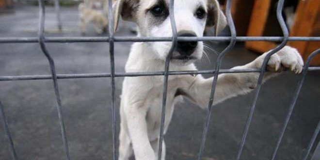 APEL pentru salvarea câinilor fără adăpost din Târgu Mureș