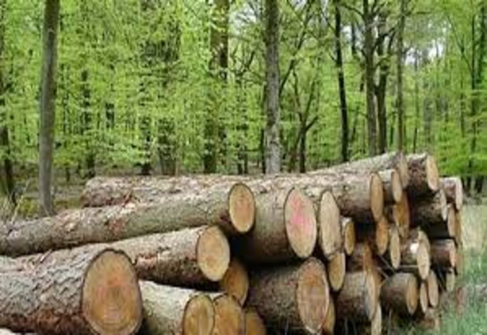 MUREȘ: Amendă și confiscări uriașe la o firmă de prelucrare a lemnului 