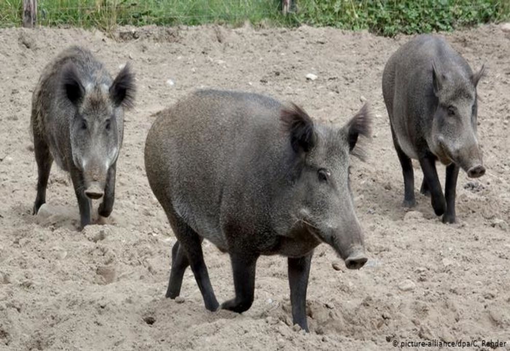 Pestă porcină în Mureș: oamenii trebuie să-și țină porcii în adăposturi