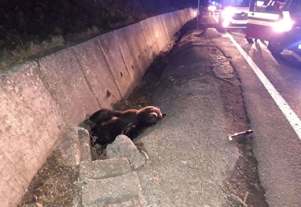 Ursul accidentat lângă Bălăușeri a supraviețuit! A fost transportat la Grădina Zoologică din Târgu Mureș