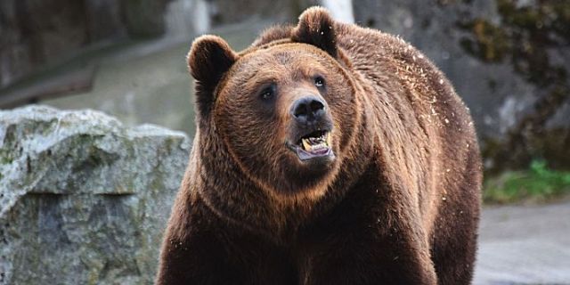 Un parlamentar mureșean cere intervenția premierului în problema urșilor