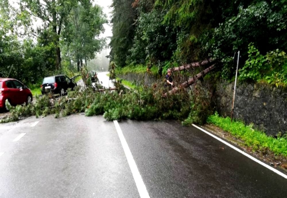 MUREȘ: Copaci căzuți pe carosabil și pârâuri înfundate