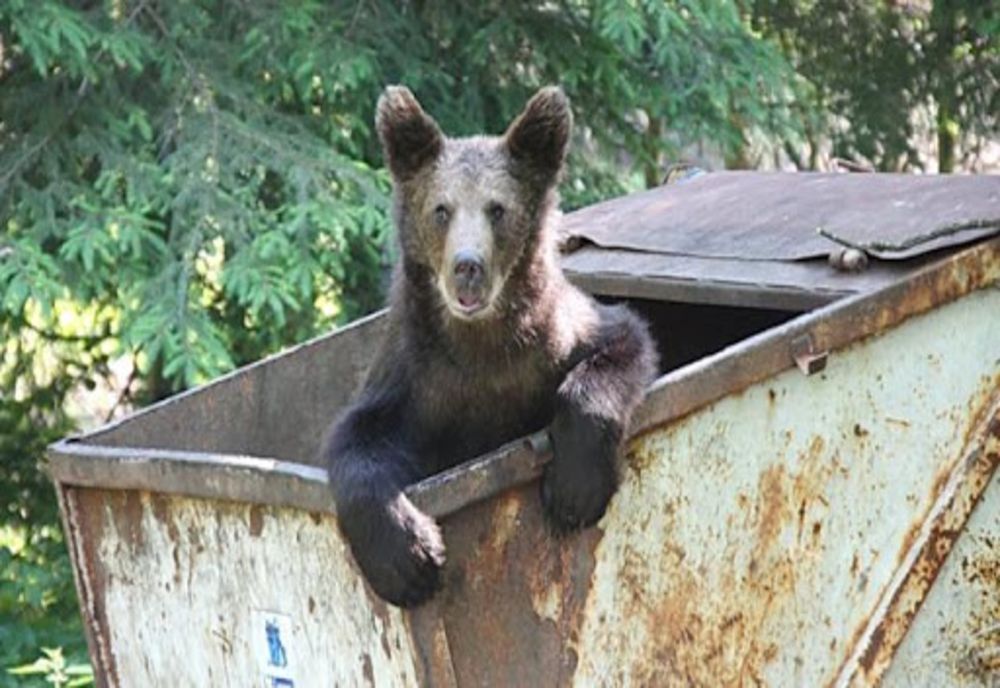 CJ Covasna, Harghita, Mureș și Brașov, petiție la Parlamentul European pentru soluționarea problemei urșilor