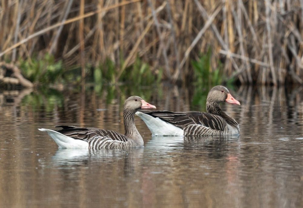 Vânătoarea la gârlița mare și gâsca de vară, suspendată prin hotărârea  Curții de Apel Târgu Mureș