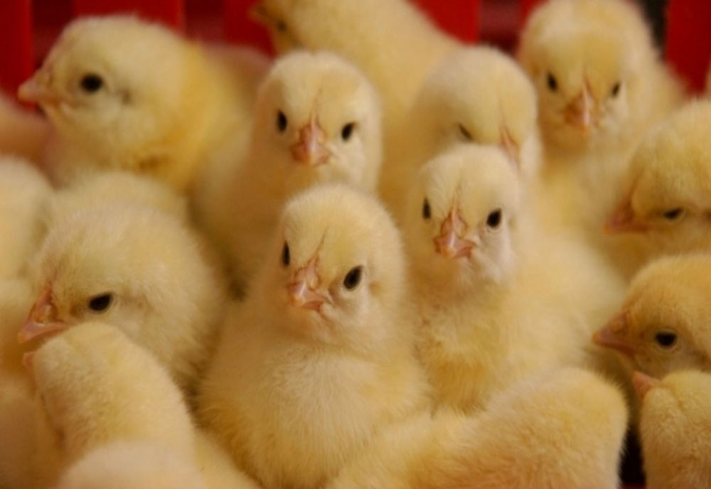 RAPORT ANSVSA: Din focarul de gripă aviară de la Ungheni au fost vândute păsări în peste 2.200 de gospodării din Mureș și 65 în alte 9 județe! Au fost descoperite încă 5 focare în două județe