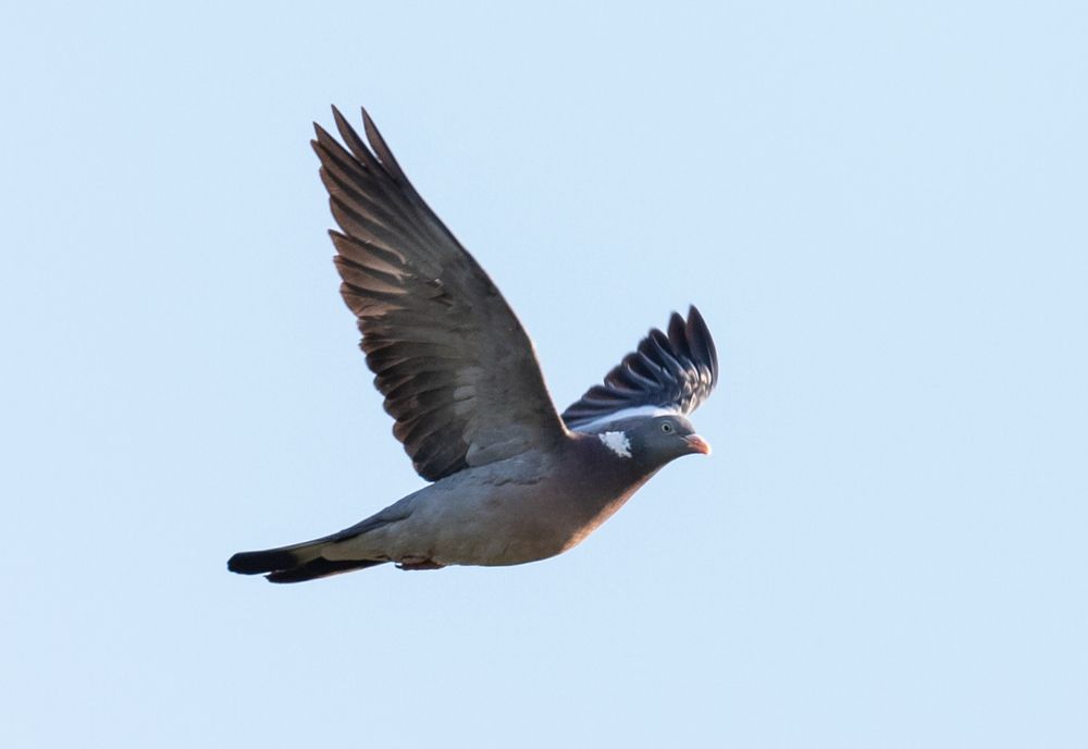 Decizie judecătorească: Vânătoare suspendată la 25 de specii  de păsări