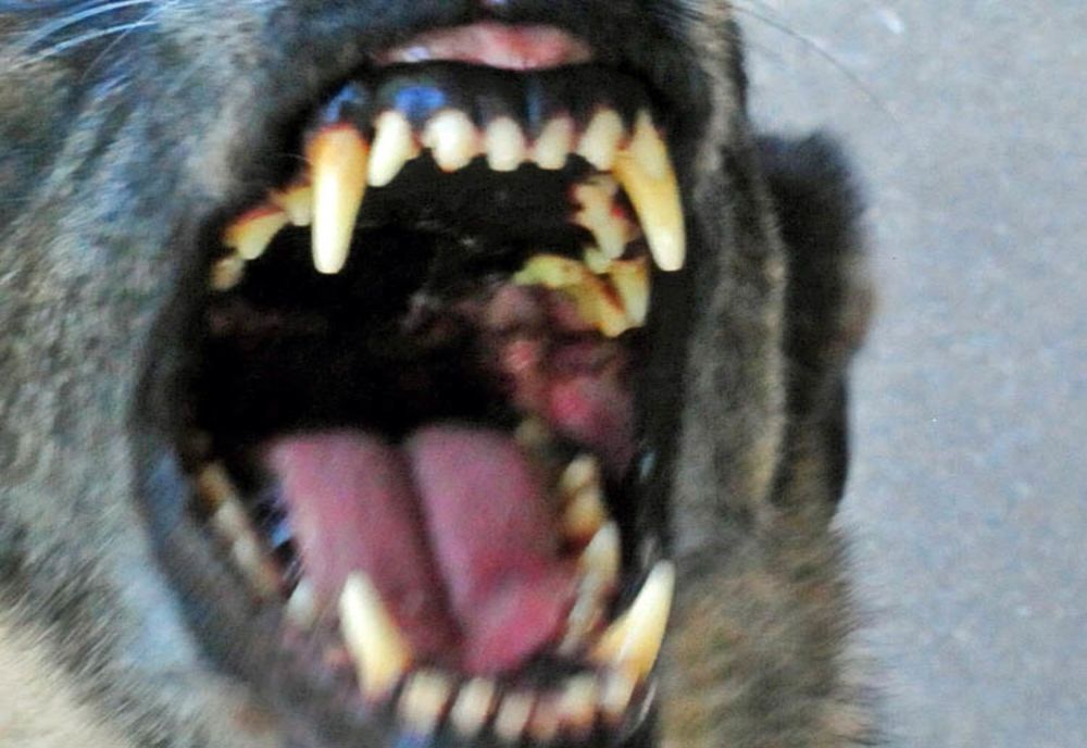 Vânător arestat după ce a împuşcat mortal un câine