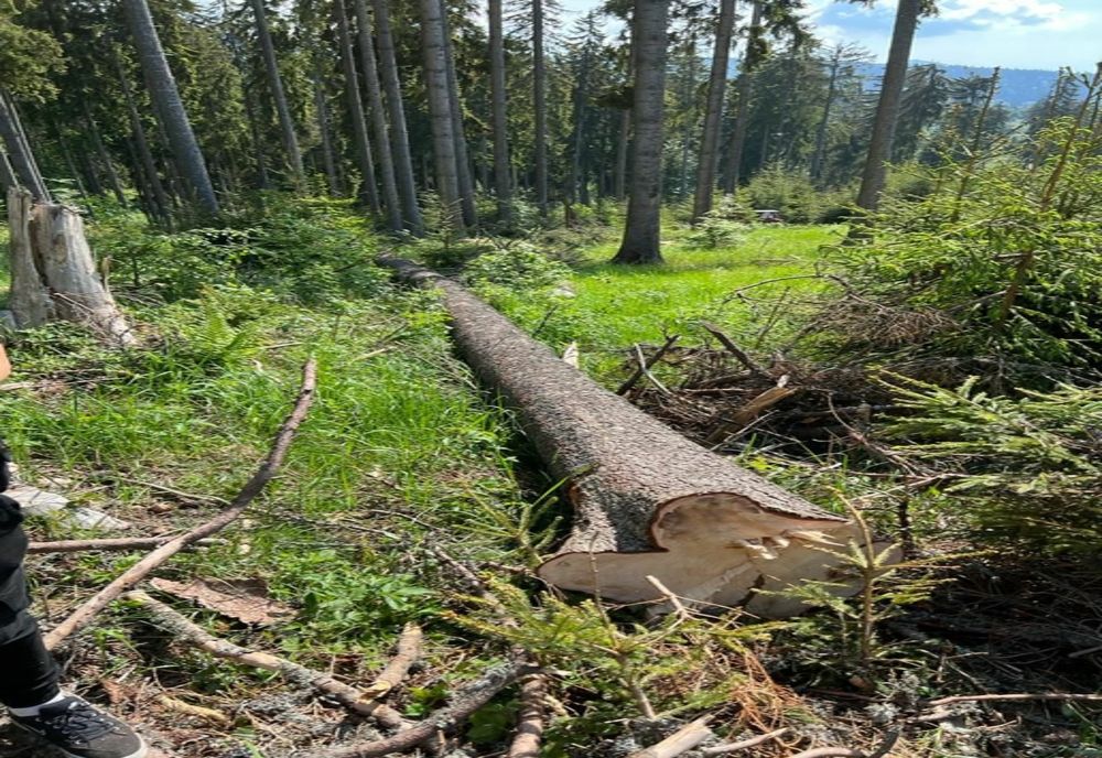 A tăiat arbori dintr-o zonă protejată și a fost reținut