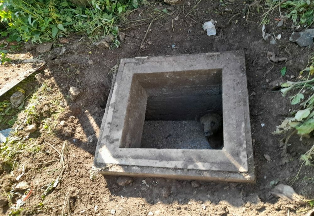 Tragedie fără margini în Mureş! Trei persoane au murit după ce au căzut într-o fosă septică