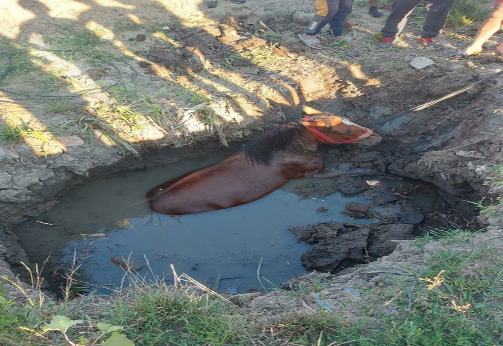 Cal salvat după ce a căzut într-o groapă cu nămol (FOTO)