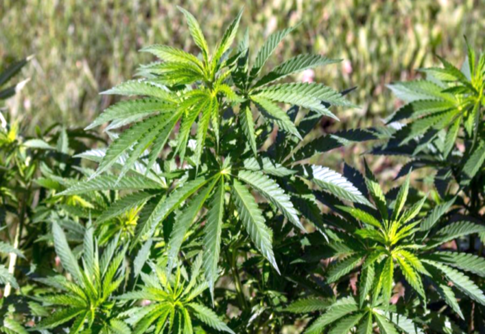 Raport CIA: România este sursă producătoare de canabis