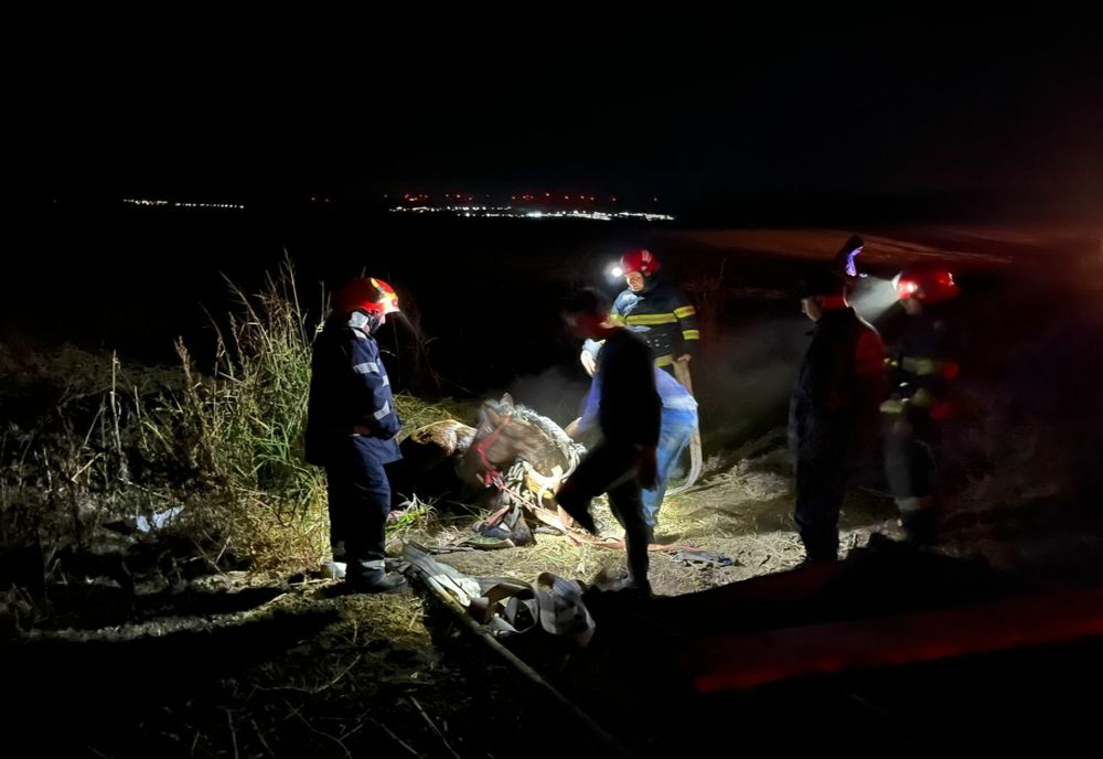 Grav accident pe DN15! Doi cai au murit 