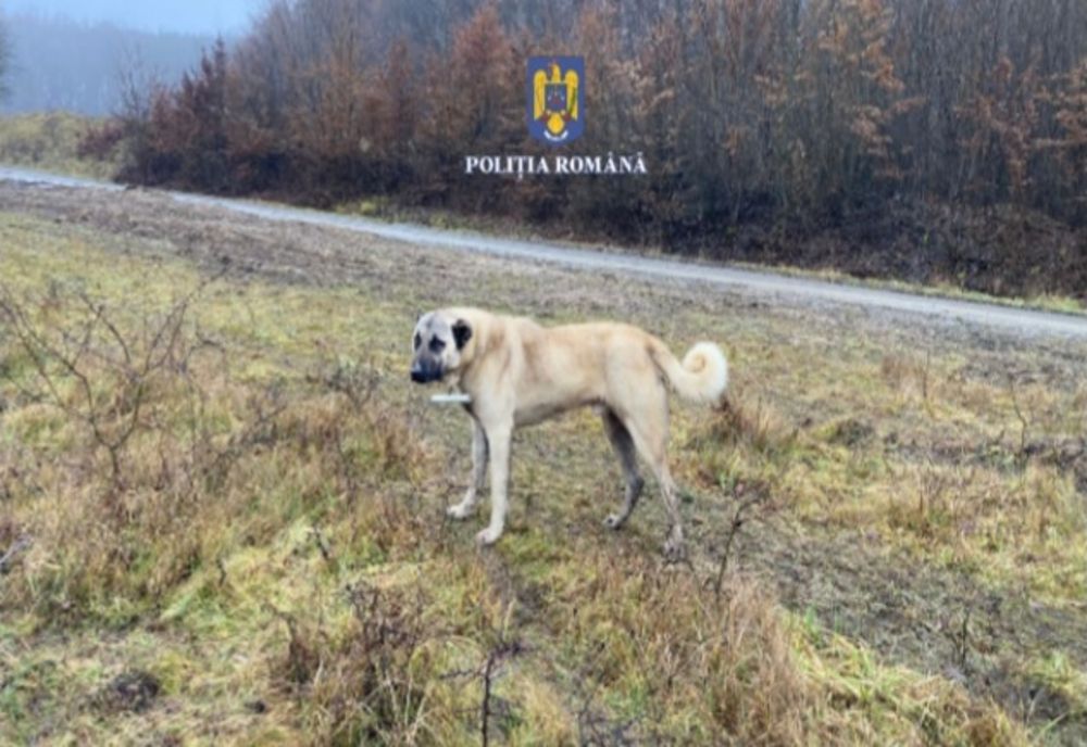 Bărbat din Mureș, cu dosar penal după ce le-a cupat câinilor săi urechile