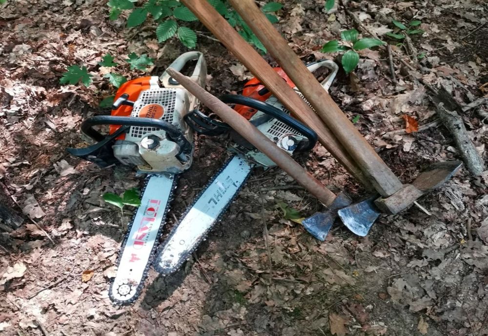 4 bărbaţi din Băgaciu s-au ales cu dosare penale după ce au tăiat ilegal arbori