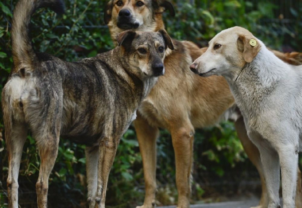 Zeci de dosare penale și amenzi în județul Mureș în baza legislaţiei pentru câinii fără stăpân