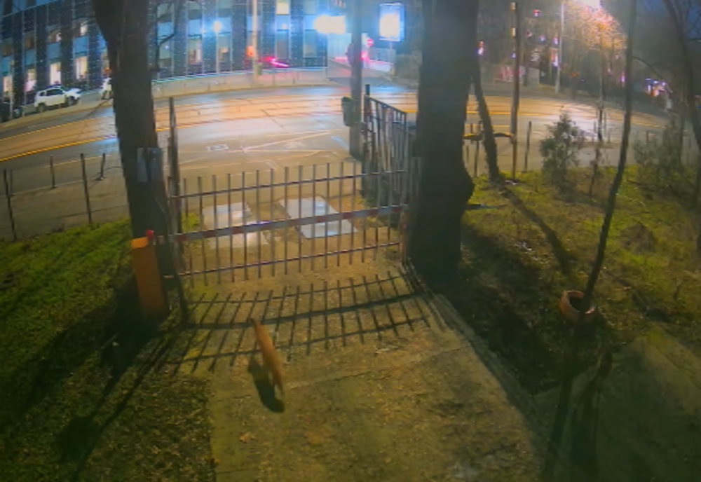 Vulpi în centrul Bucureştiului, surprinse de camerele Muzeului Antipa VIDEO