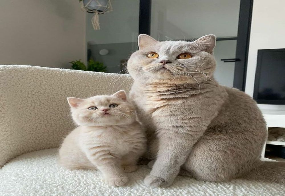 Vacanță cu scop: o insulă din Grecia oferă cazare și masă gratuită celor care îngrijesc pisicile fără stăpân