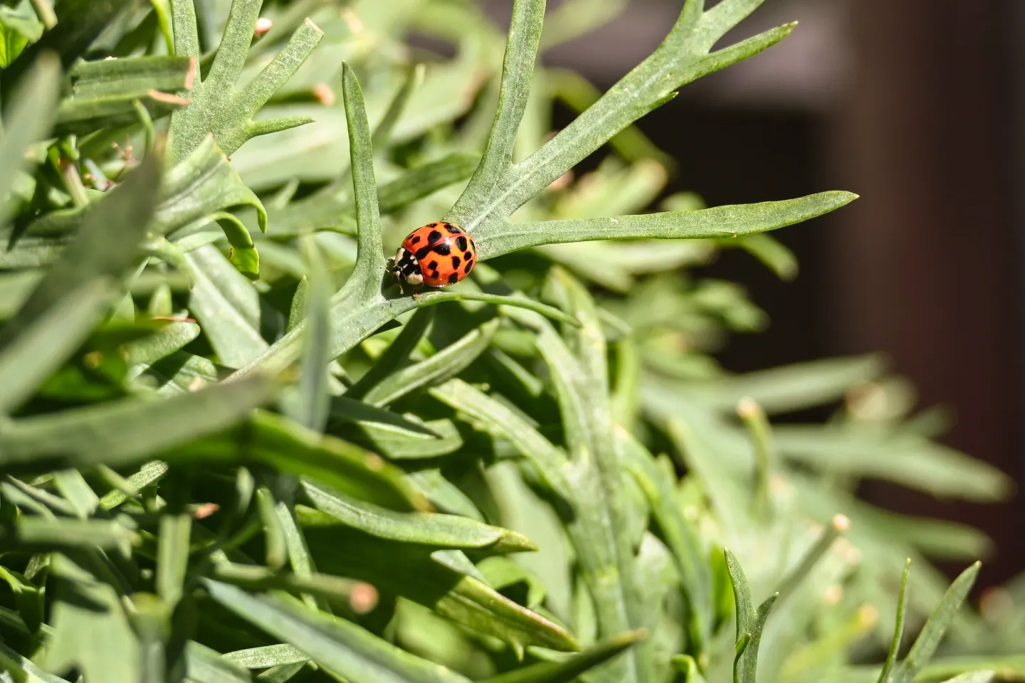 Avertizare meteo: vin ploile abundente în mai multe regiuni ale țării, dar rămâne caniculă în sud-est