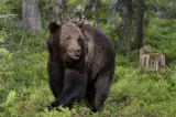 CCR analizează sesizarea lui Nicușor Dan privind legea care permite împușcarea urșilor din apropierea localităților