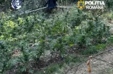 Cultura ilegală de pe malul Mureșului: Două persoane reținute la Lipova pentru trafic de canabis VIDEO