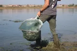 6.000 de pui de nisetru au ajuns în Dunăre, la Gruia