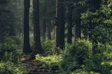 Mureș: Aplicație mobilă de calcul cost-beneficii pentru obținerea de profit din practici agricole ecologice