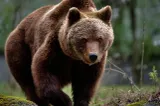 Tânăr de 25 de ani, atacat de urs în Mureș, în timp ce păștea oile. Victima a fost rănită la mâini