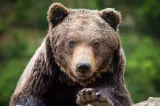 71 de urși, incluși în cota de prevenție pentru județul Mureș. Ce prevede noua lege