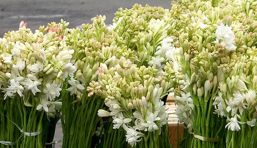 tuberoze