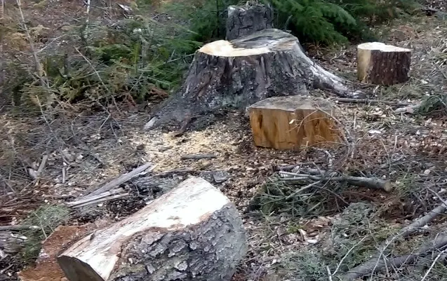 taieri-arbori-lemne