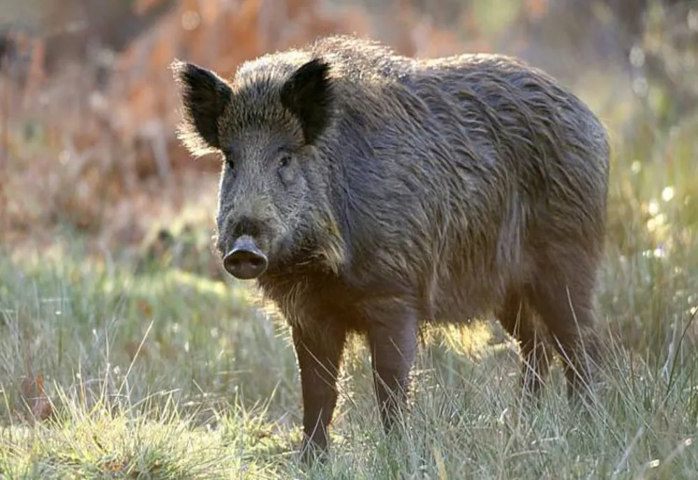 Suspiciune de pestă porcină africană, lângă Sighișoara! Al doilea caz din Mureș, după Sovata