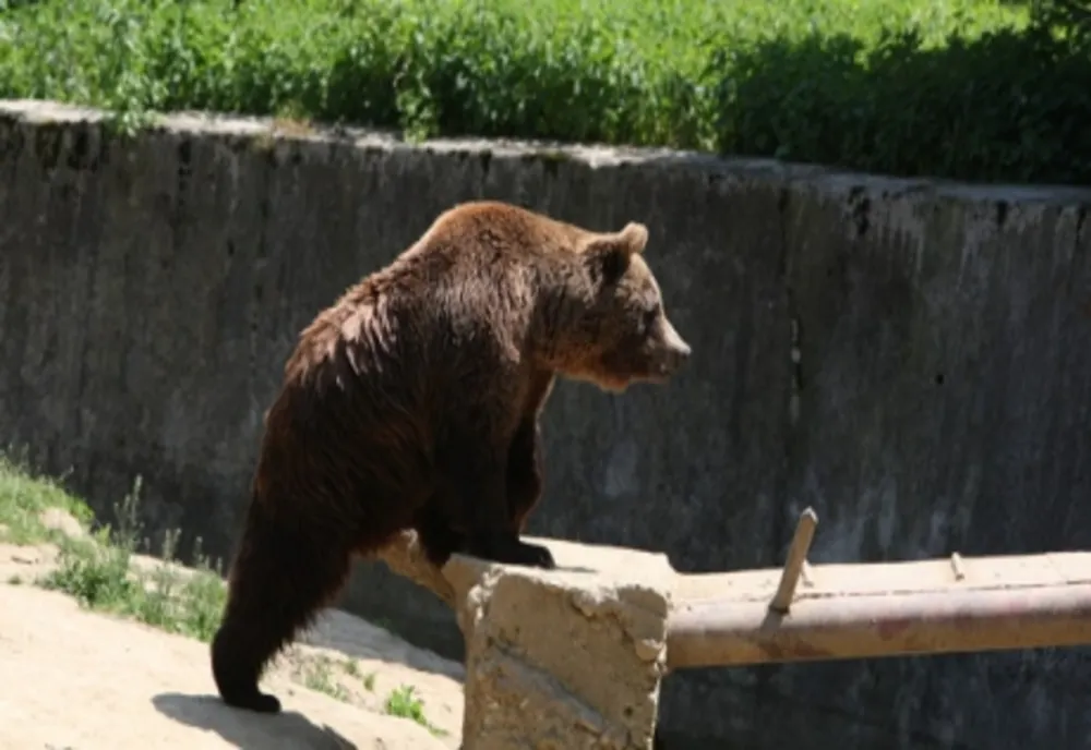 ALERTĂ! Joi seara, 5 urși au fost văzuți pe stradă, în Mureș. S-a activat sistemul RoAlert
