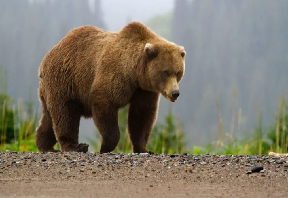 DEOCAMDATĂ, ursul văzut în Reghin s-a retras în pădure