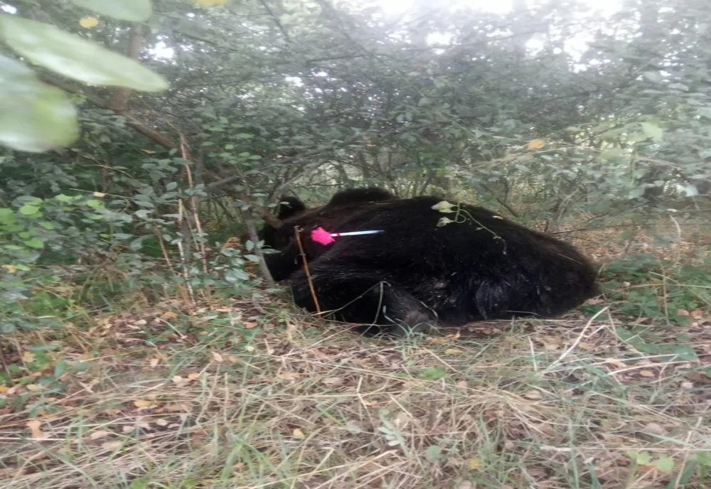 FOTO | Urs lovit de o maşină în judeţul Mureş! Medicii urmează să stabilească dacă poate fi salvat