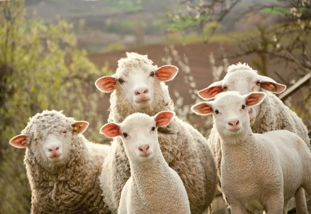 7 percheziţii în Mureş la persoane bănuite că au furat aproape 500 de oi