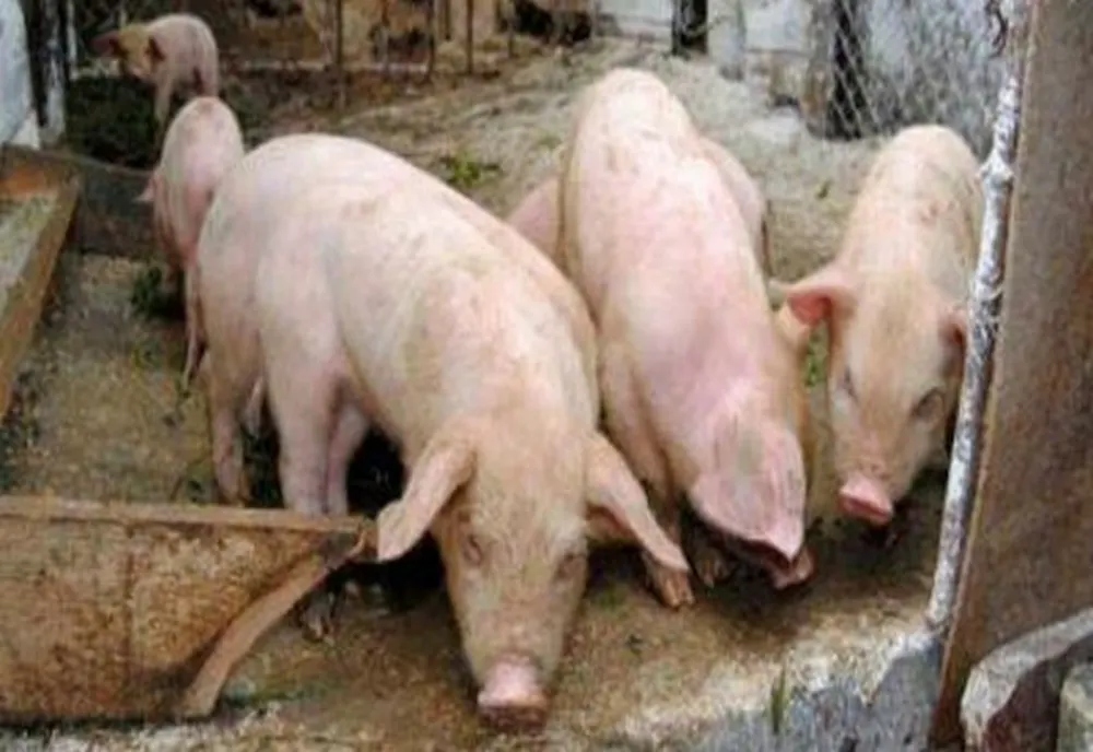 Focar de pestă porcină africană în Șăulia! Ce măsuri au luat autoritățile