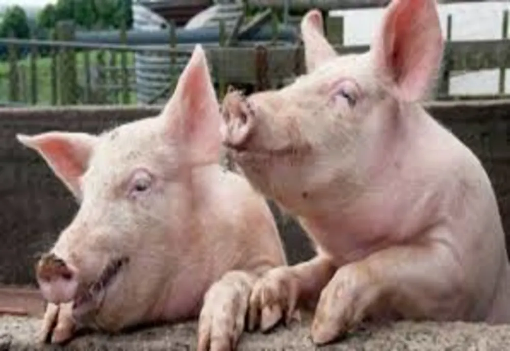 Mureșean, amendat în Bistrița-Năsăud! Transporta mai mulți porci, fără documentele legale