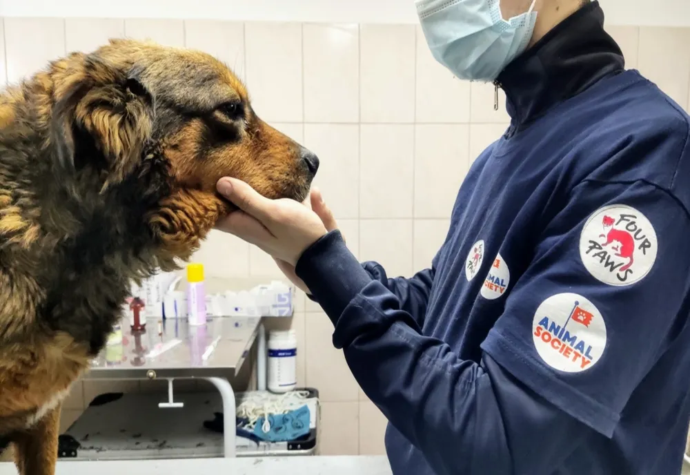 Târgu Mureș: Campanie gratuită de sterilizare pentru câini și pisici
