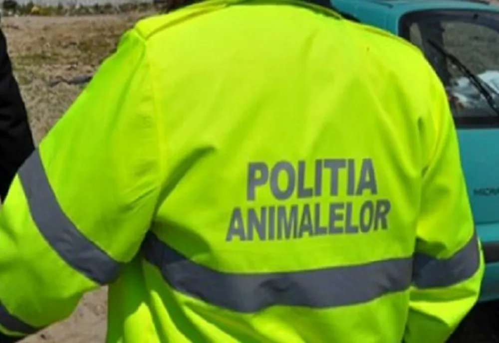 Tânăr din Albești reținut! Și-a bătut calul cu un par