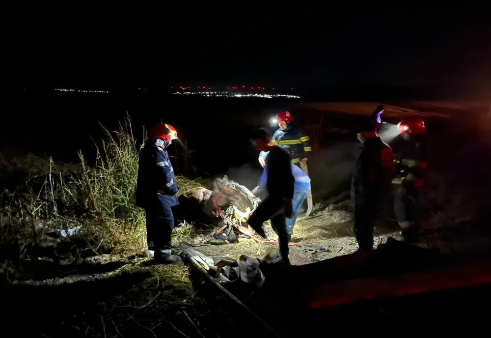 Grav accident pe DN15! Doi cai au murit 