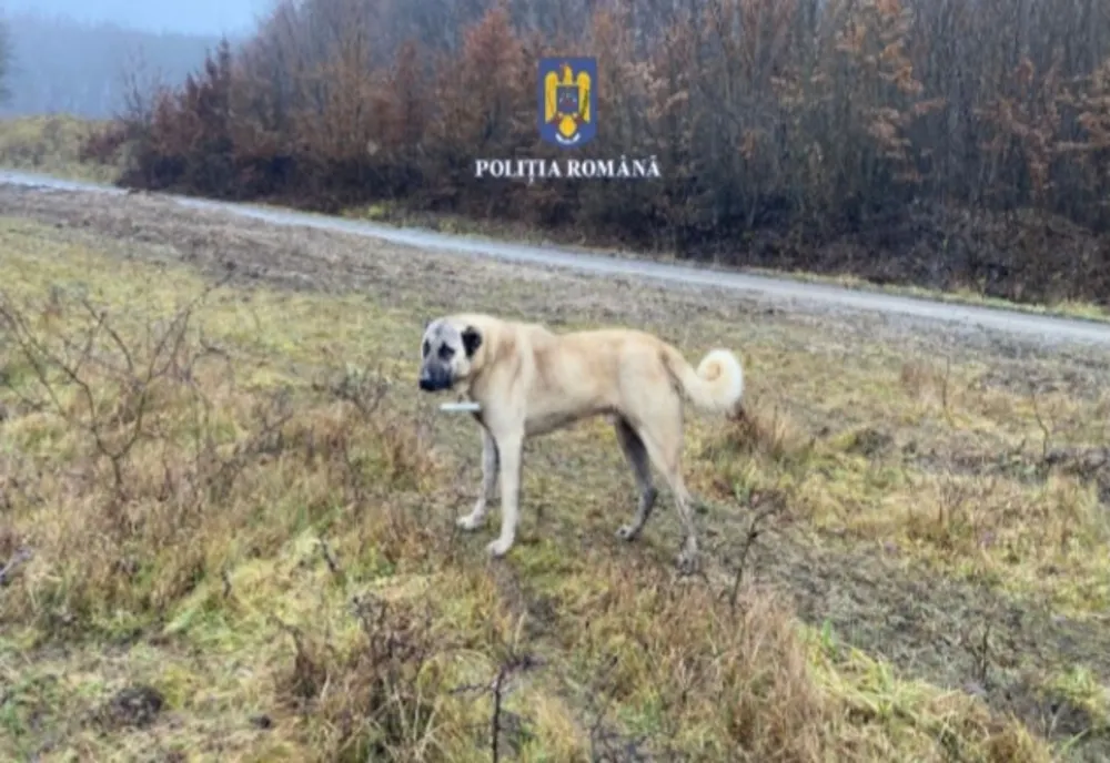 Bărbat din Mureș, cu dosar penal după ce le-a cupat câinilor săi urechile