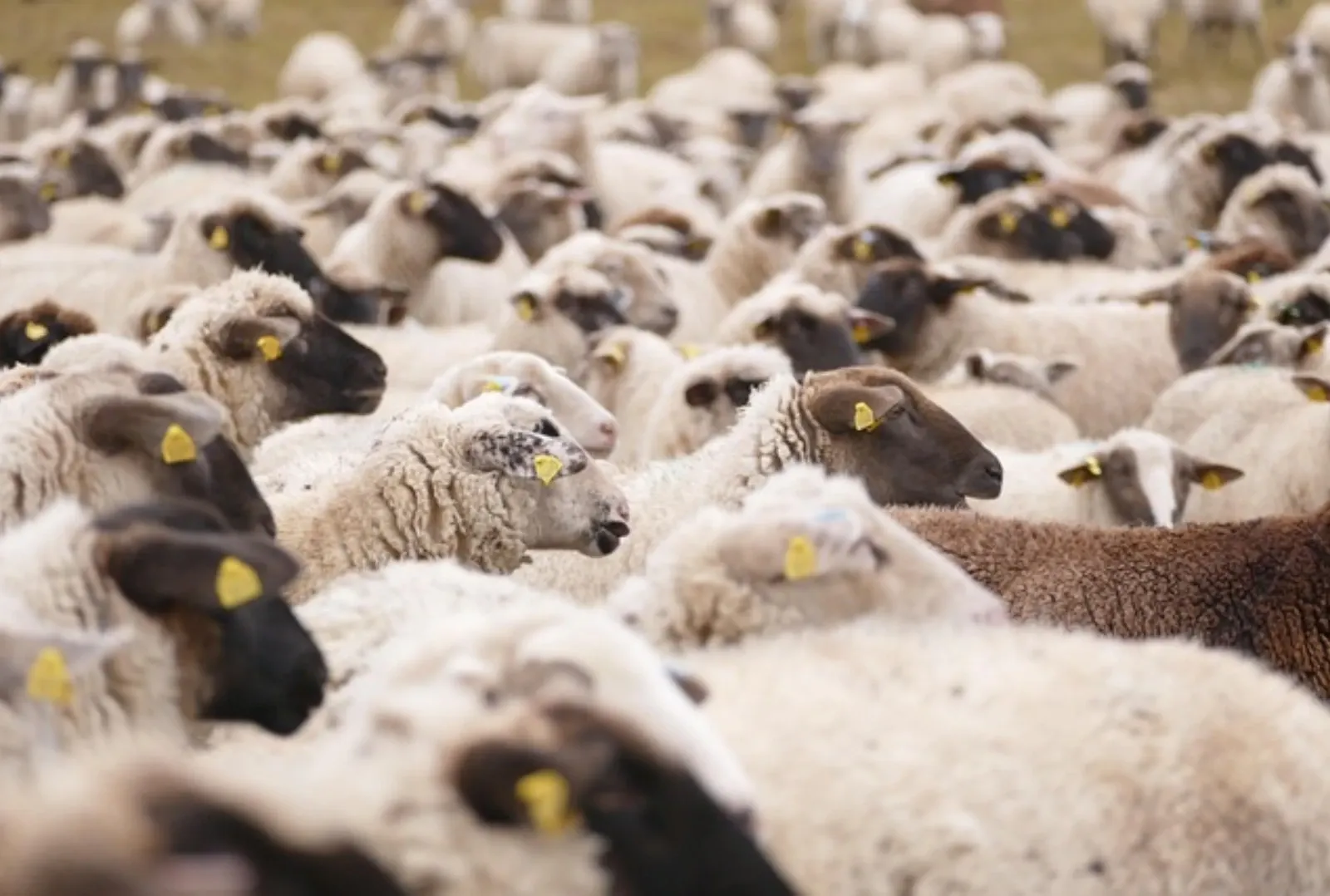 ovine