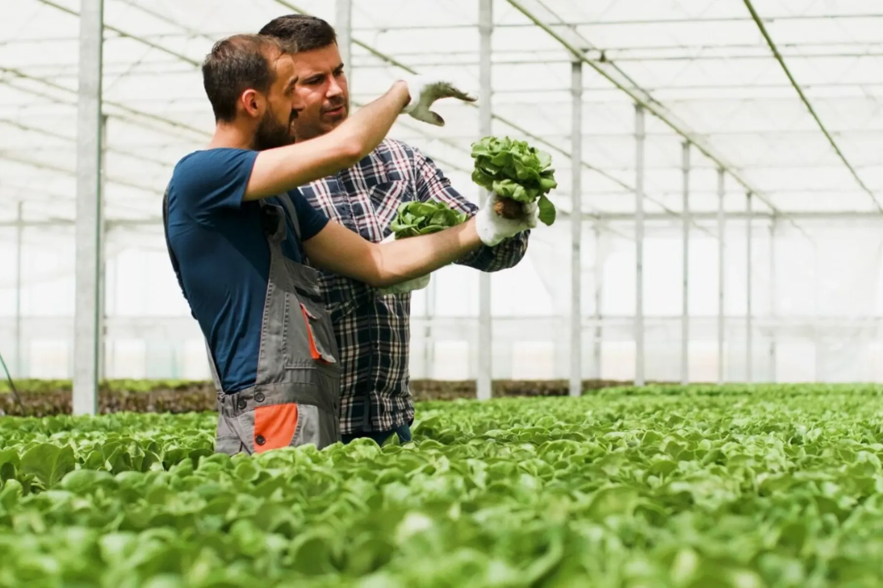 APIA, plăți către fermieri