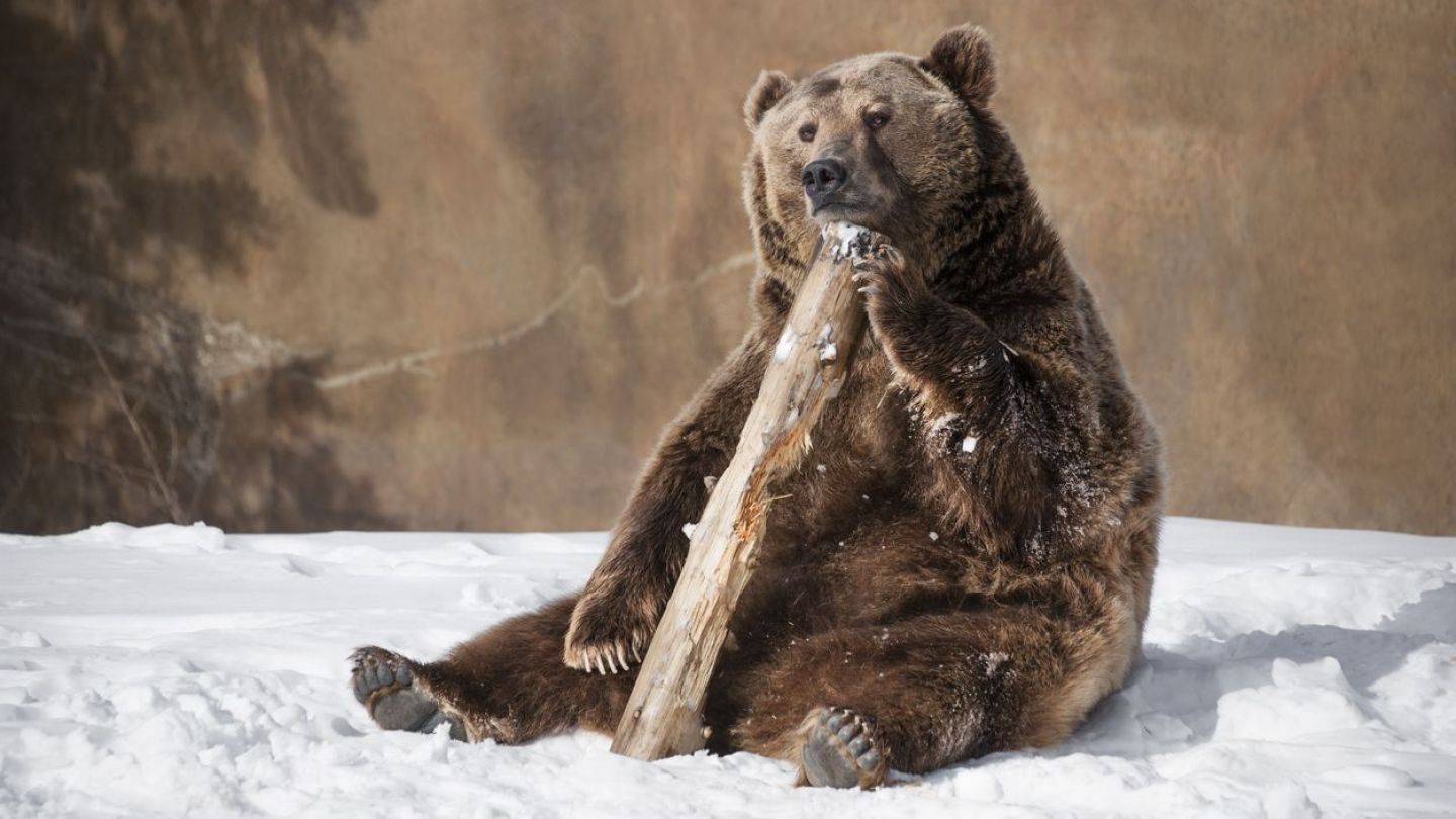 prezicerea-ursilor-cat-mai-dureaza-iarna-in-romania_size24