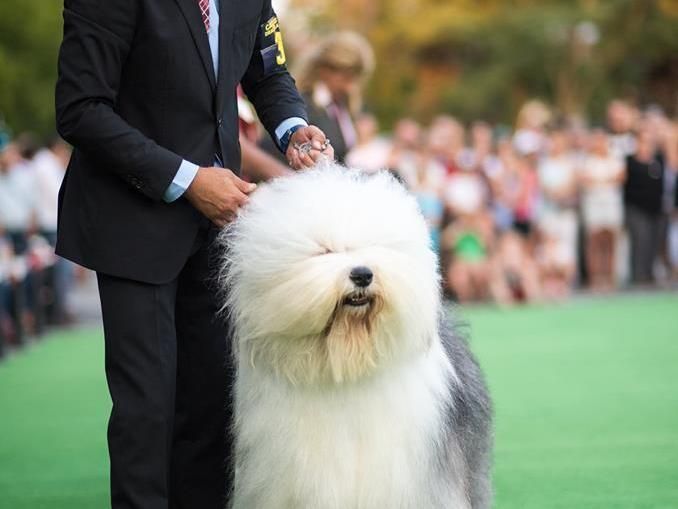 dracula-dog-sho6576058187594907104_n