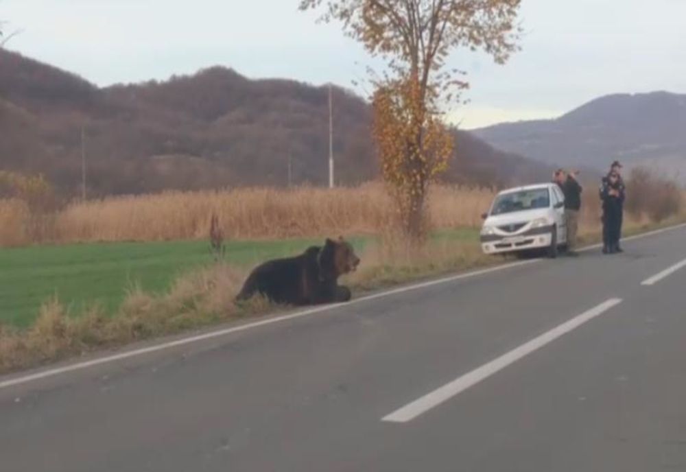 Noaptea minții! Veterinarul trimis să tranchilizeze ursul nu avea...tranchilizant!