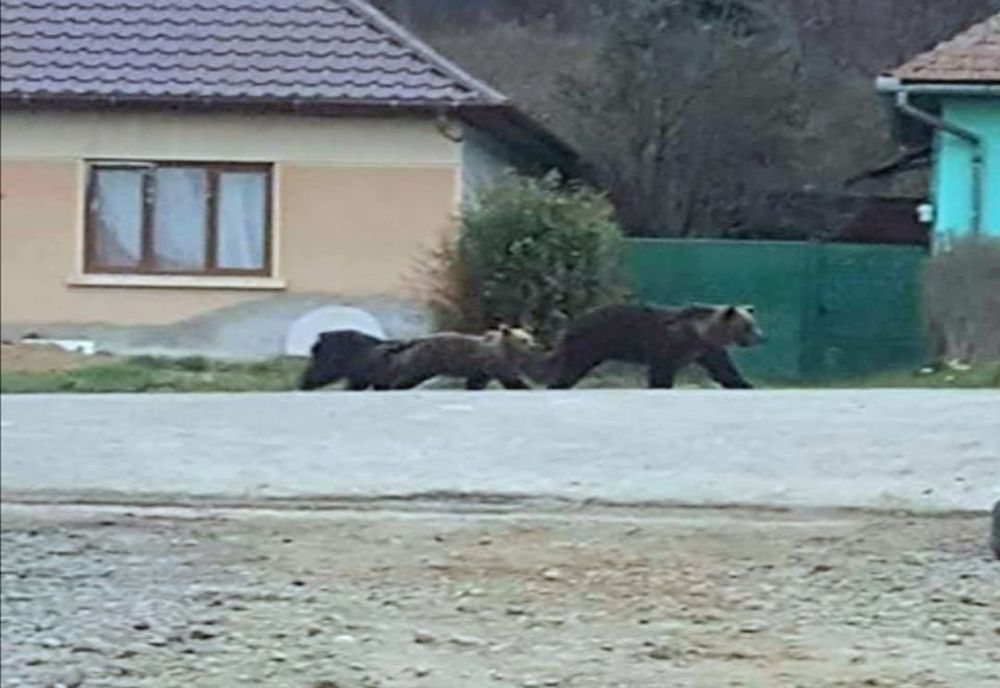 ASTĂZI! Urși pe străzile unui oraș din județul Mureș